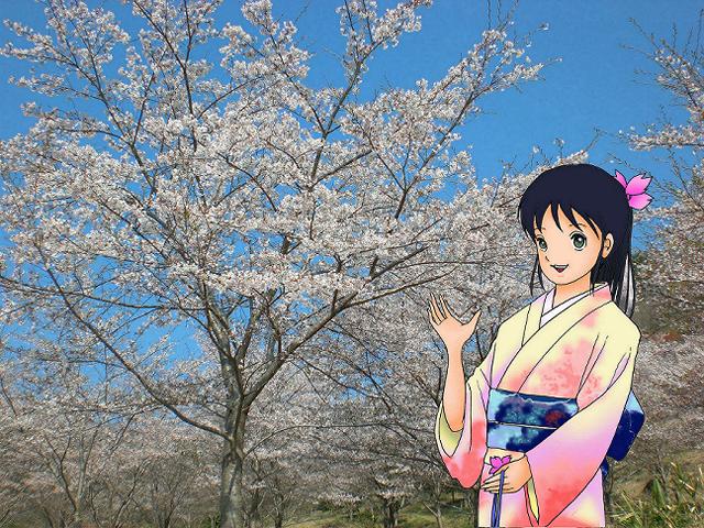 ライトアップされた夜桜も必見です！