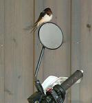 巣の傍らのバイクでいつも見守るだんなさん